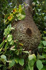 Termite Killer For Trees Images