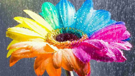 Colorful Sunflower During Raining Hd Flowers Wallpapers
