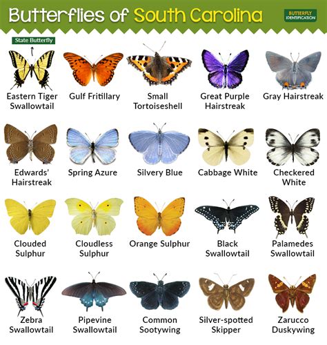 Types Of Butterflies In South Carolina