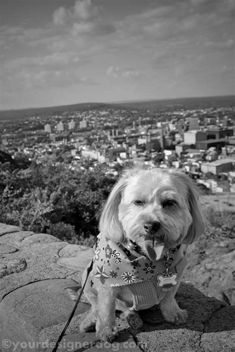 A Black And White Sunday With A View Yourdesignerdog
