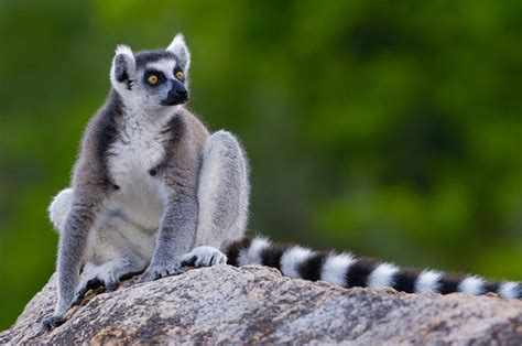 Hotels Offer A Wide Eyed Amenity Lemurs