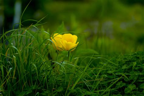 Yellow Flowering Green Plants · Free Stock Photo