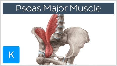 Psoas Major Muscle Origin Insertion Innervation And Action Human