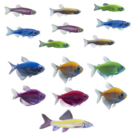 Glofish Community Collection For Sale 20 Gallon Petco