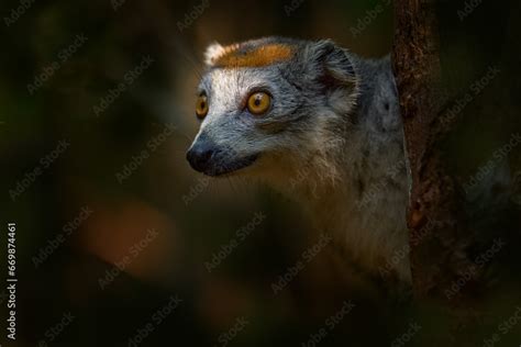 Eulemur Coronatus Crowned Lemur Small Monkey Close Up Detail Portrait