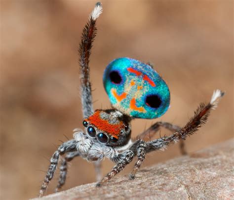 The Species Genus Maratus Have Been Compared To Peacocks The Third Pair Of Legs Is Also Raised