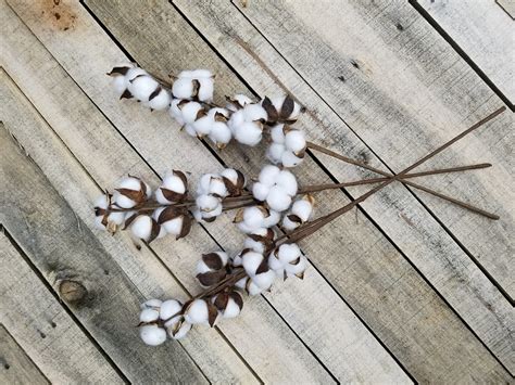12 cotton boll stems for your next farmhouse decor project farmhouse florals