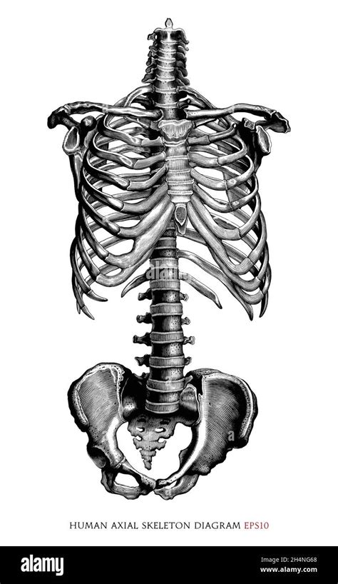 Human Axial Skeleton Diagram Hand Draw Vintage Engraving Style Black