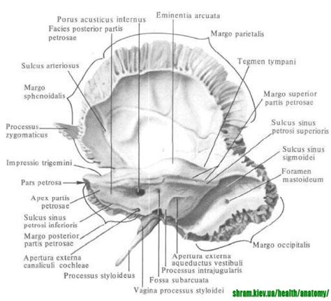 Каналы височной кости. 1.Canalis.. | АТЛАС "Медкампус" (студентам