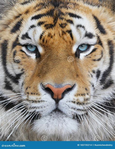 Closeup Of An Adult Bengal Tiger With Blue Eyes Stock Photo Image Of