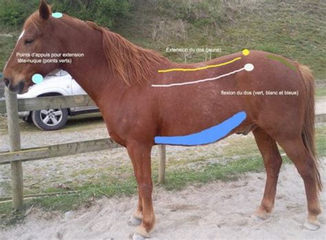 Comment juger de l'état du muscle long dorsal. Masser et étirer le cheval pour soulager les tensions ...