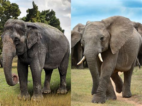 what s the difference between asian and african elephants britannica