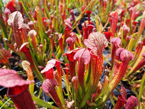 Sarracenia Leucophylla Red Neck Brians Botanicals