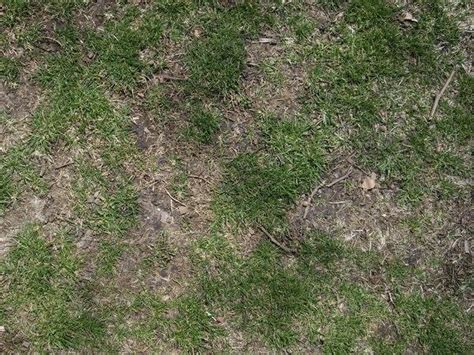 40 Grass Texture With High Res Quality Psddude