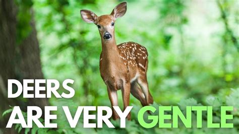 Deer Facts Video Interesting Facts About Deer Youtube