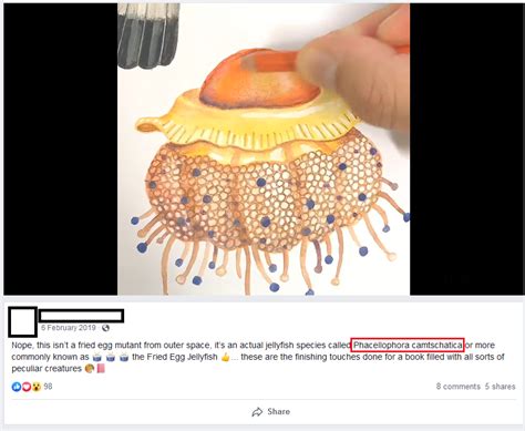 We did not find results for: The drawing shows Cotylorhiza tuberculata, which is from a ...