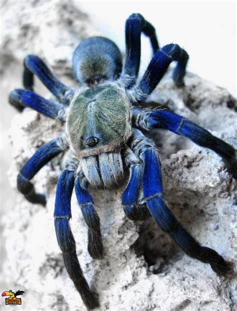 Cobalt Blue Tarantula Beautiful Yet Terrifying Rnatureismetal