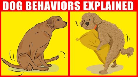 9 Weird And Funniest Dog Behaviors Explained Viralarticle