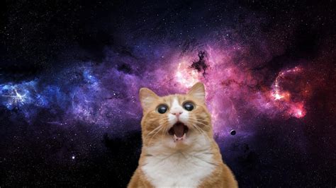 Galaxy Cat Laptop Wallpapers Top Free Galaxy Cat Laptop Backgrounds