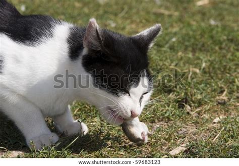Cat Eating Mouse Stock Photo 59683123 Shutterstock