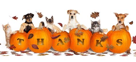 Celebrating Thanksgiving Safely With Your Pets