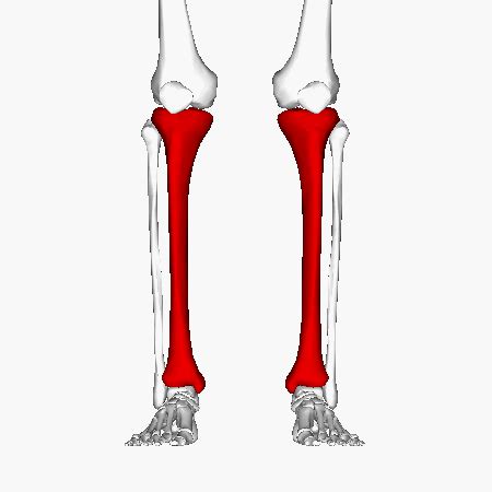 Is that tibia is (anatomy) the inner and usually the larger of the two bones of the leg or hind limb below the knee while fibula is (anatomy) the smaller of the two bones in the lower leg, the calf bone. Tibia & Fibula - My Skehliton