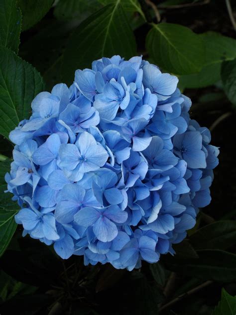 Japanese Blue Hydrangea | Blue hydrangea, Blue hydrangea flowers, Hydrangea flower