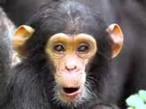 Fotor's photo montage maker allows you to compose several photographs into a new image. chango feliz - YouTube