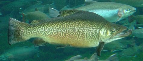 Fish Tales My Top 10 North American Freshwater Fish Species