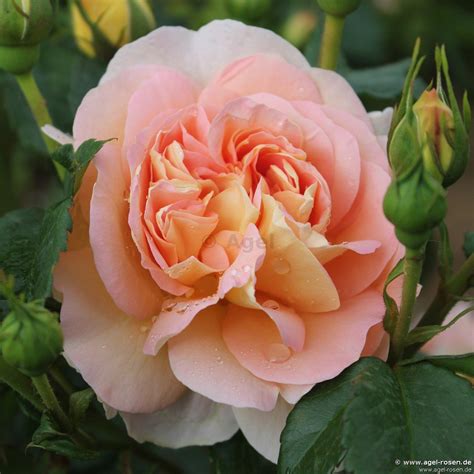 Buy Amélie Nothomb ® Floribunda Rose Agel Rosen