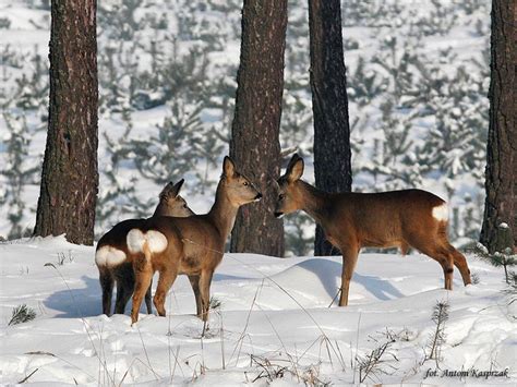 Oglądaj białowieskie żubry na żywo w transmisji lasów państwowych! Sarna — Lasy Państwowe