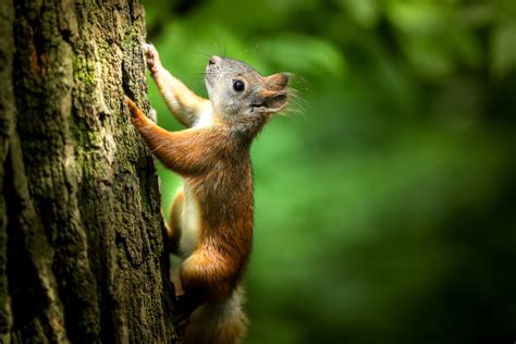 Squirrel Climbing A Tree Image Free Stock Photo Public Domain Photo