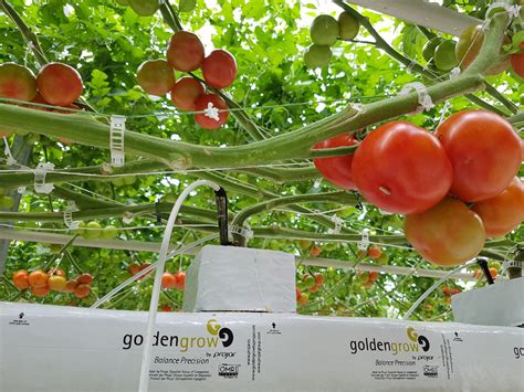 El Riego En El Cultivo Hidropónico Del Tomate Projar Group Site