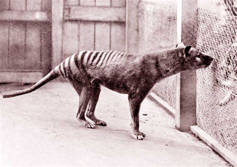 Tasmanian Tiger The Plan To Bring A Dingo With A Pouch Back From