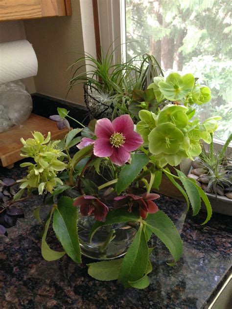 My hellebores started setting flower buds and blooming when everything else in the garden was still looking pretty dead…around the end of january here in south carolina (it'll be a little later in colder climates). A Next Generation Gardener: Winter Hellebores as cut ...