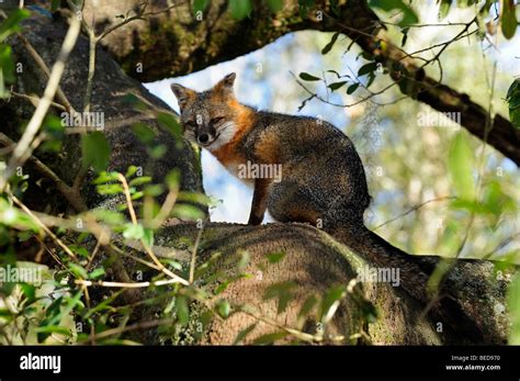 Grey Fox Urocyon Cinereoargenteus Lake Bradford Florida Captive