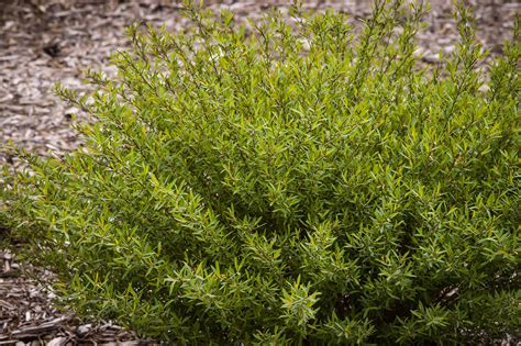 About dappled willows for wetland areas and landscaping. Dwarf Arctic Willow Shrubs For Sale | The Tree Center™
