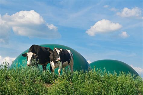 120 Biogas Cow Stock Photos Pictures And Royalty Free Images Istock