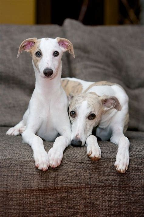 Bungalow Classic Whippet Dog Dogs Dog Lovers