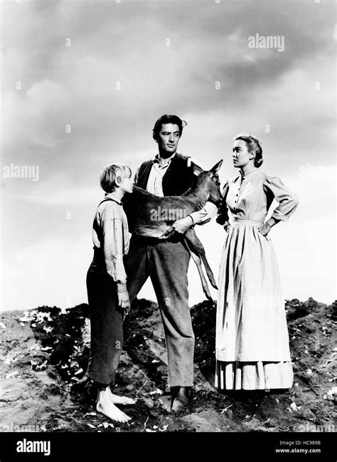 The Yearling From Left Claude Jarman Jr Gregory Peck Jane Wyman