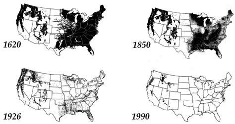 A History Of Old Growth Forest Loss In America Tree Frog Creative