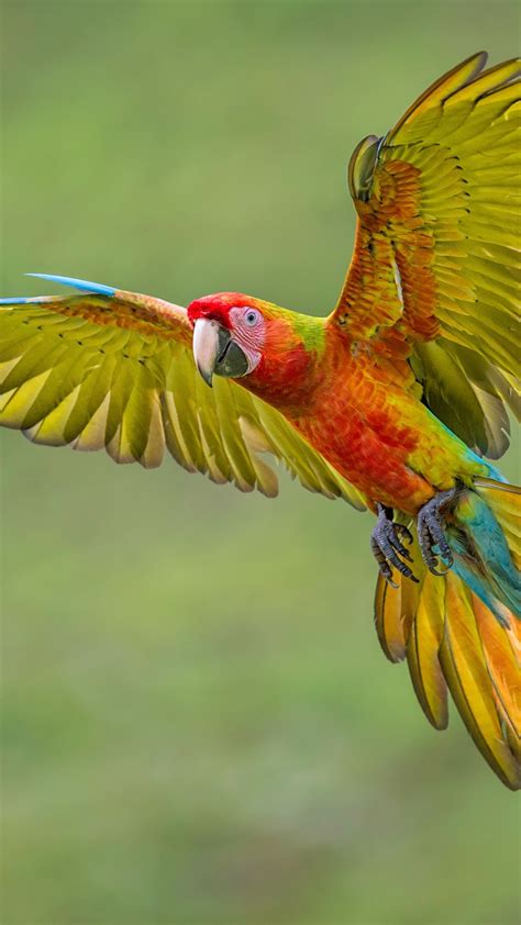 Flying Macaw Wallpaper Backiee