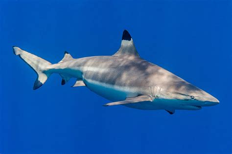 Blacktip Reef Shark Female Carcharhinus Melanopterus A Photo On