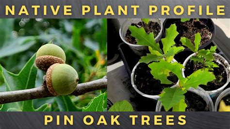 How To Grow Pin Oak Trees Complete Profile Germinate Acorn Youtube