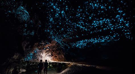 Waitomo Glowworm Caves New Zealand Holiday Architects