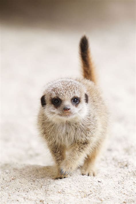 Meerkat Pup In Dublin Zoo Fluffy Animals Nature Animals Animals And
