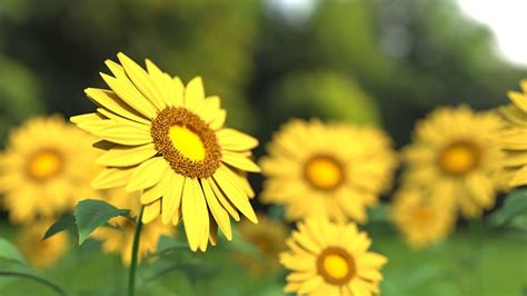Free Photo Yellow Flowers Sunflower Sunflower Field Summer Max Pixel