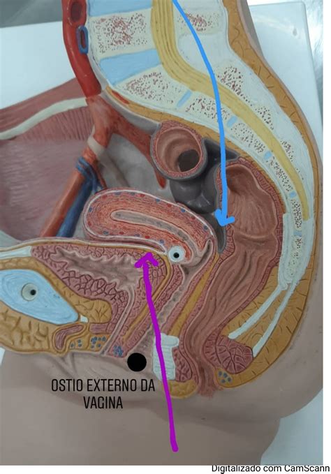 Anatomia do sistema reprodutor feminino nas peças anatômicas Anatomia II
