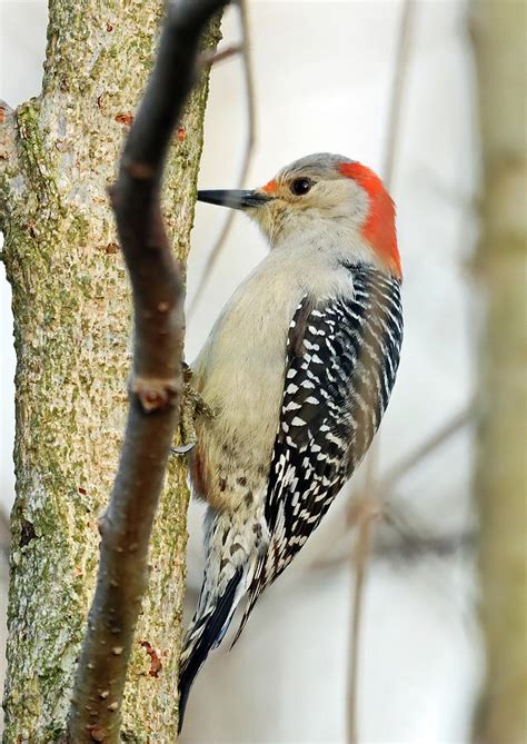 Red Bellied Woodpecker 607 Indiana Photograph By Steve Gass Fine Art
