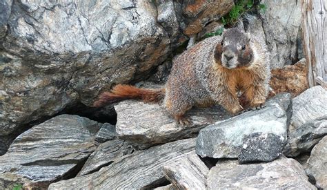 Impact Of Climate Change Shifts On Small Mammals In The Colorado
